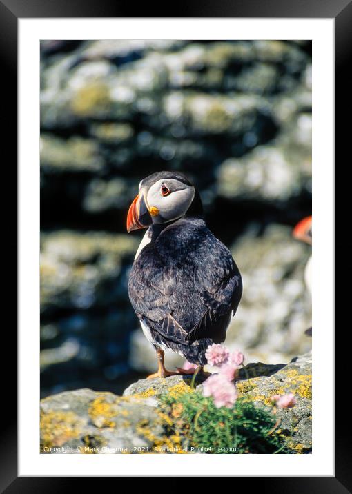 Common Puffin (Fratercula arctica) Framed Mounted Print by Photimageon UK