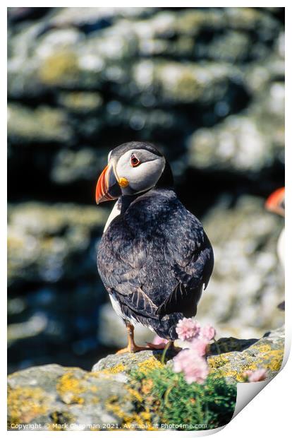 Common Puffin (Fratercula arctica) Print by Photimageon UK