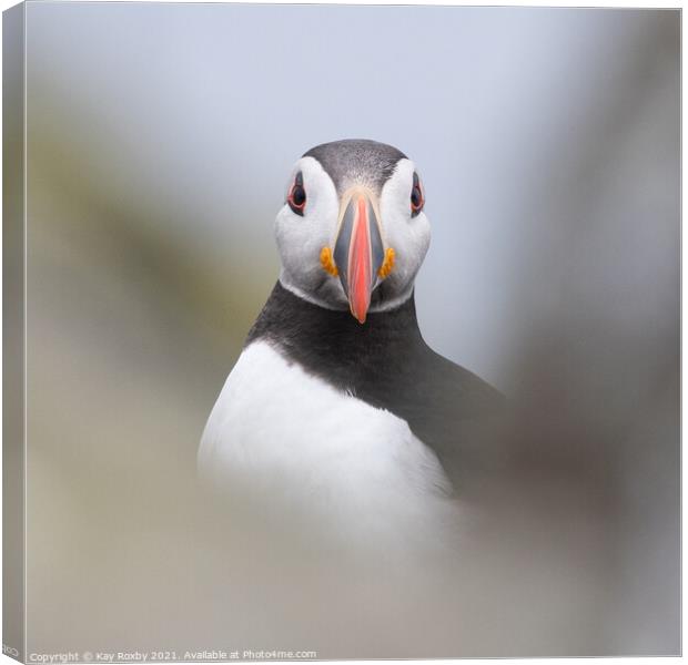 Puffin portrait Canvas Print by Kay Roxby