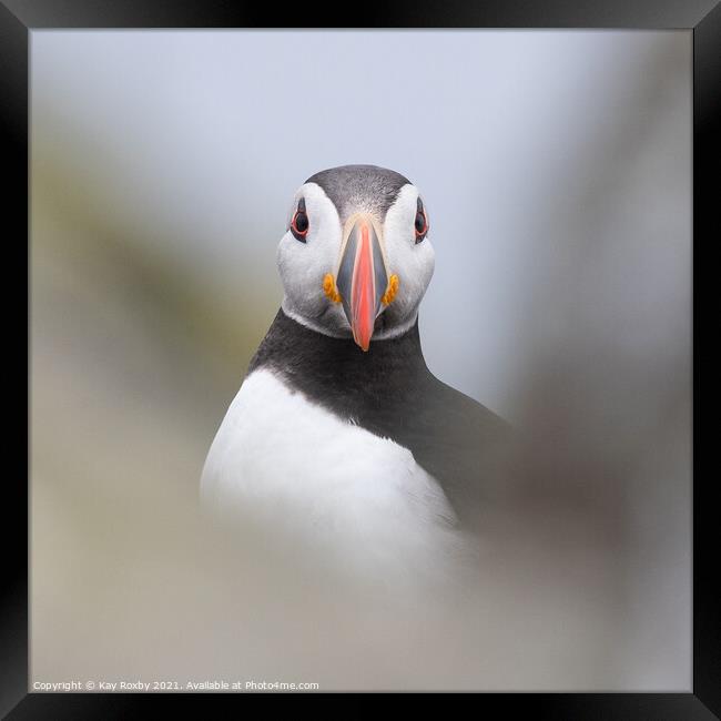Puffin portrait Framed Print by Kay Roxby