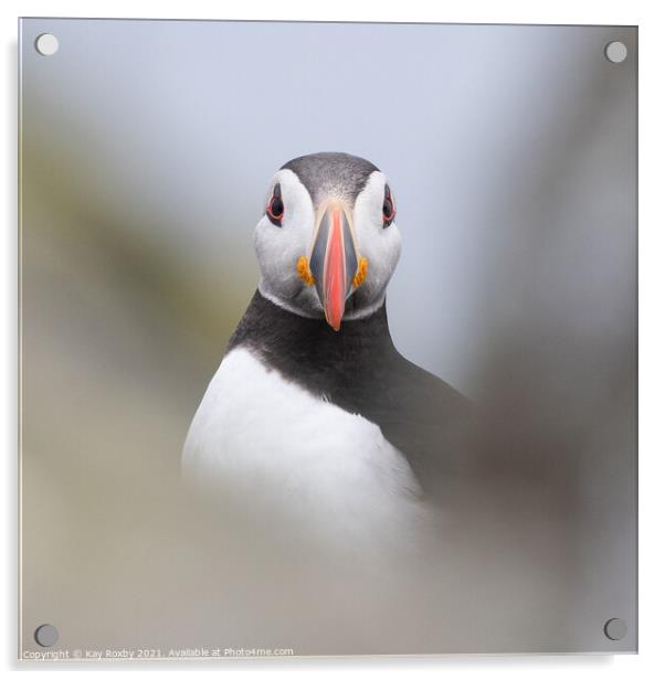 Puffin portrait Acrylic by Kay Roxby