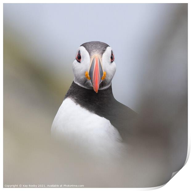 Puffin portrait Print by Kay Roxby