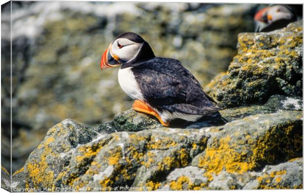 Common Puffin (Fratercula arctica) Canvas Print by Photimageon UK