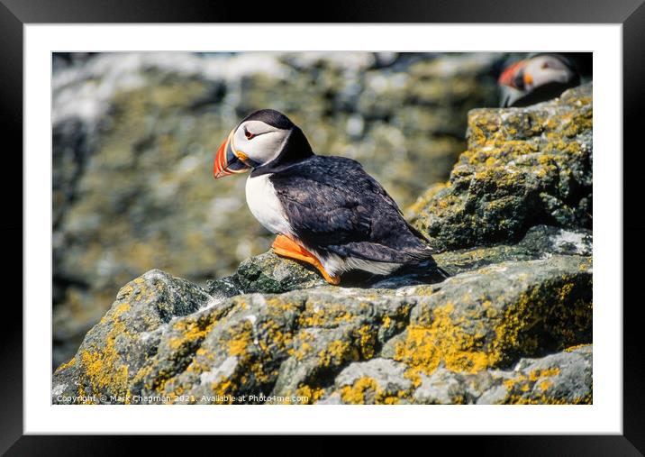 Common Puffin (Fratercula arctica) Framed Mounted Print by Photimageon UK