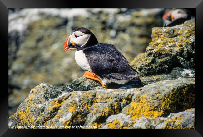 Common Puffin (Fratercula arctica) Framed Print by Photimageon UK