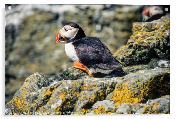 Common Puffin (Fratercula arctica) Acrylic by Photimageon UK