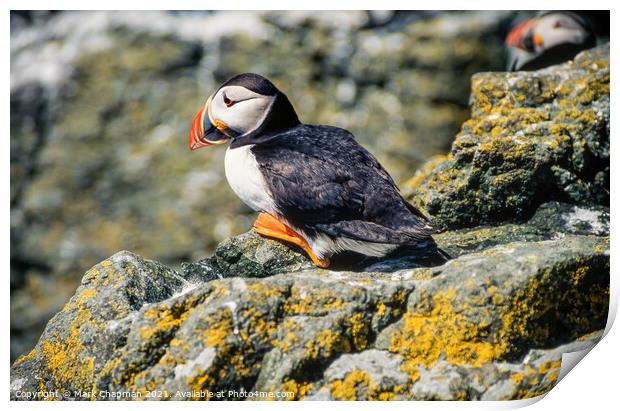 Common Puffin (Fratercula arctica) Print by Photimageon UK