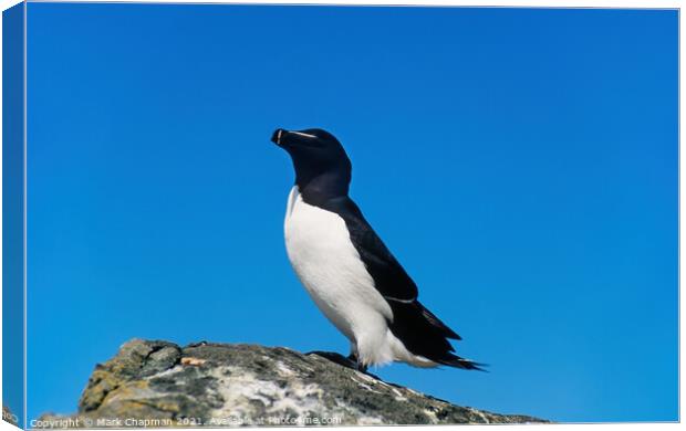 Adult Razorbill (Alca torda) Canvas Print by Photimageon UK