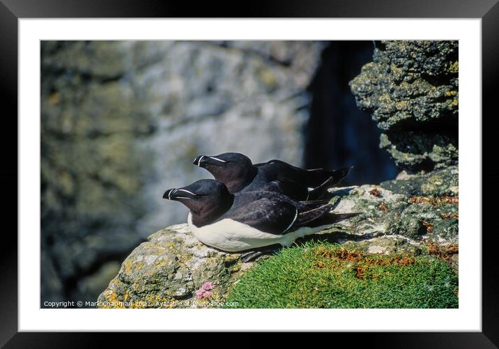 Togetherness - A pair of Razorbills (Alca torda) Framed Mounted Print by Photimageon UK