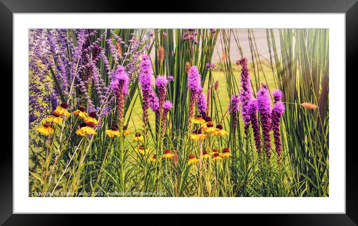 Wild Blooming Fields Framed Mounted Print by Elaine Young
