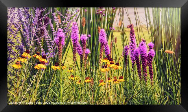 Wild Blooming Fields Framed Print by Elaine Young