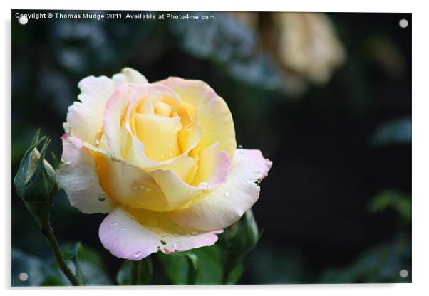 Yellow Rose Acrylic by Thomas Mudge