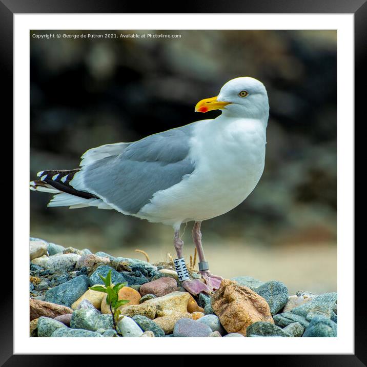 Seagull on the lookout Framed Mounted Print by George de Putron