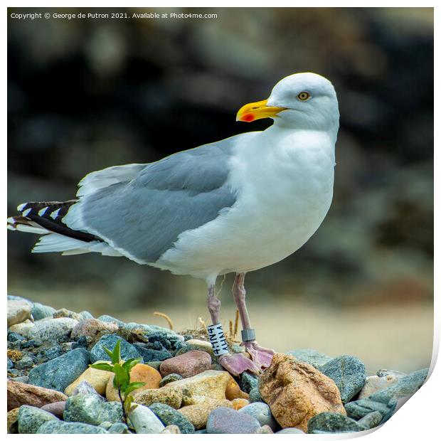 Seagull on the lookout Print by George de Putron