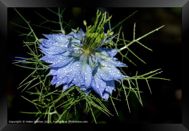 Love in a Mist in Blue on a Black background Framed Print by Helkoryo Photography