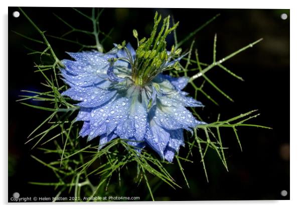 Love in a Mist in Blue on a Black background Acrylic by Helkoryo Photography