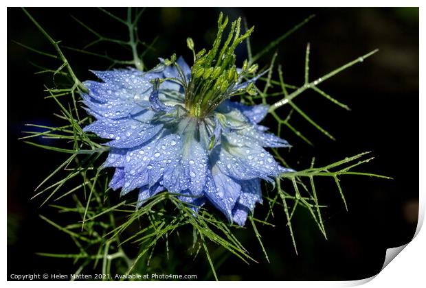 Love in a Mist in Blue on a Black background Print by Helkoryo Photography