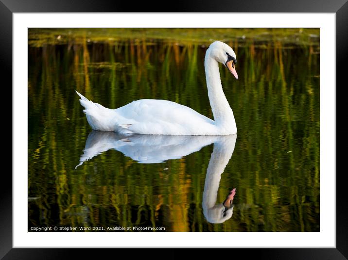 The King of the Lake Framed Mounted Print by Stephen Ward