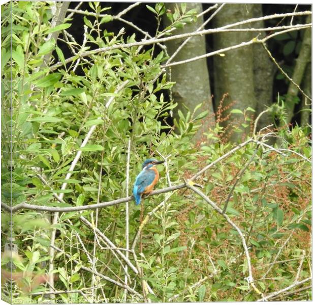 Kingfisher on horizontal branch in front of leaves and tree trunks Canvas Print by Joan Rosie
