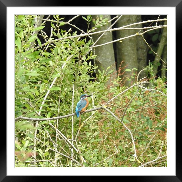 Kingfisher on horizontal branch in front of leaves and tree trunks Framed Mounted Print by Joan Rosie