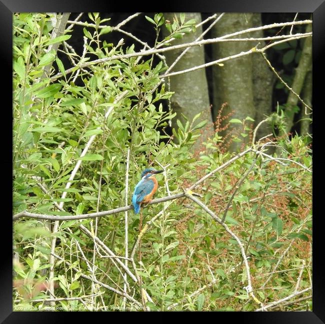 Kingfisher on horizontal branch in front of leaves and tree trunks Framed Print by Joan Rosie