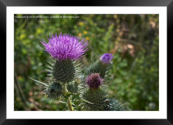 Thistle Framed Mounted Print by Kevin White