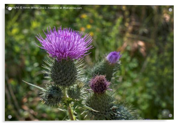 Thistle Acrylic by Kevin White