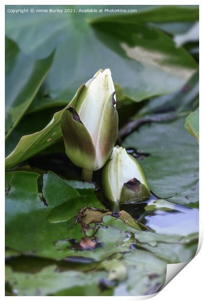 Water lily buds Print by Aimie Burley