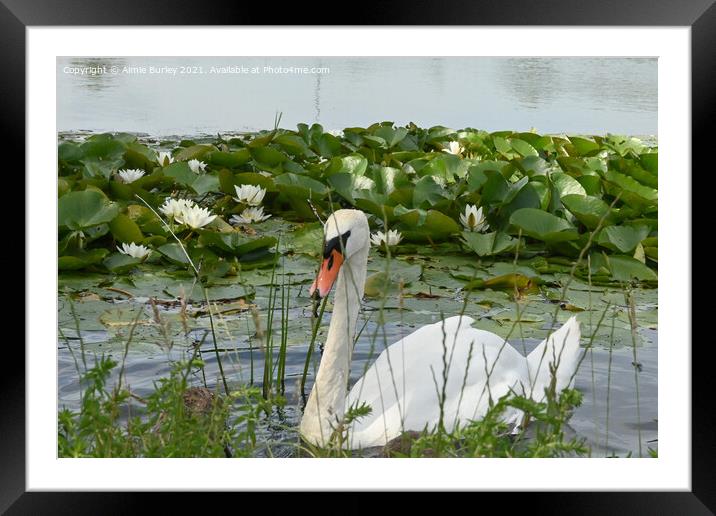 A swan amongst the water lilies  Framed Mounted Print by Aimie Burley