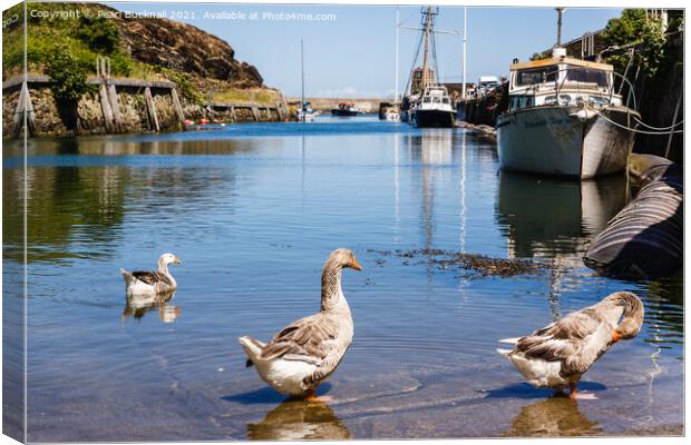 Greylags in Amlwch Port Anglesey Canvas Print by Pearl Bucknall
