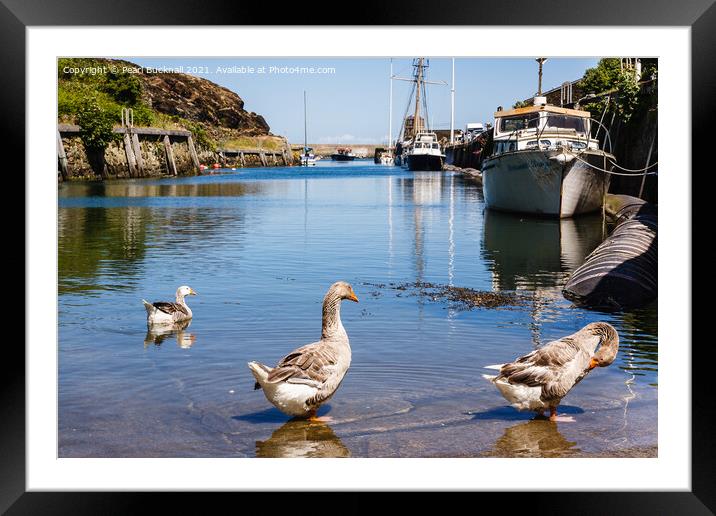 Greylags in Amlwch Port Anglesey Framed Mounted Print by Pearl Bucknall