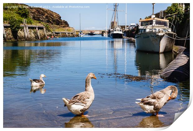Greylags in Amlwch Port Anglesey Print by Pearl Bucknall