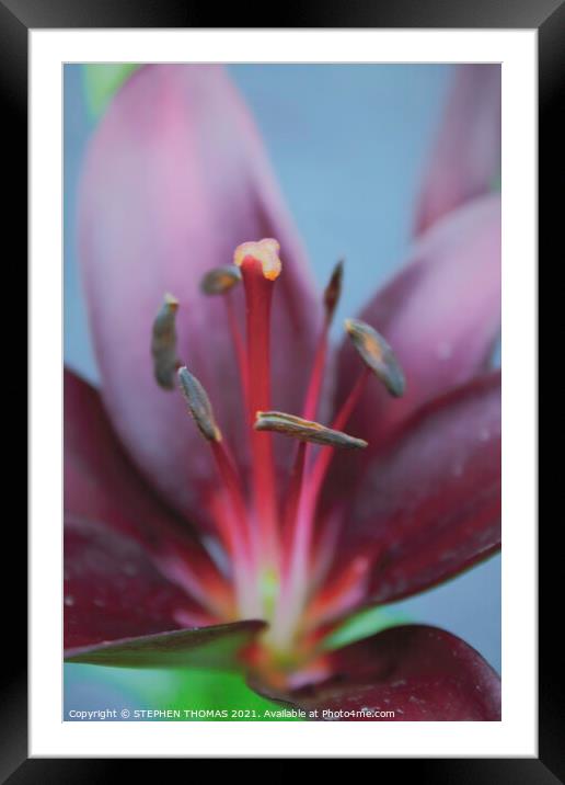 Purple Lily Macro Framed Mounted Print by STEPHEN THOMAS