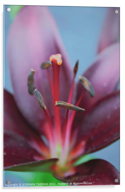 Purple Lily Macro Acrylic by STEPHEN THOMAS