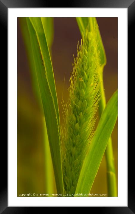 Tall Timothy Framed Mounted Print by STEPHEN THOMAS