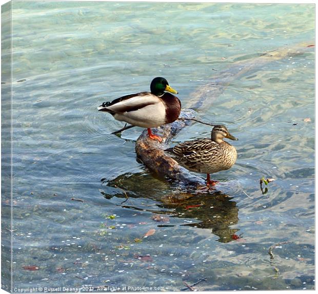 Mr & Mrs Duck Canvas Print by Russell Deaney