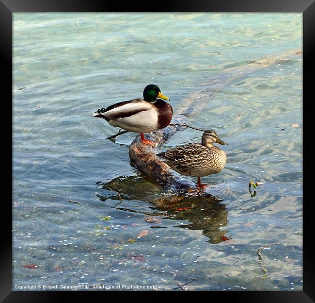 Mr & Mrs Duck Framed Print by Russell Deaney