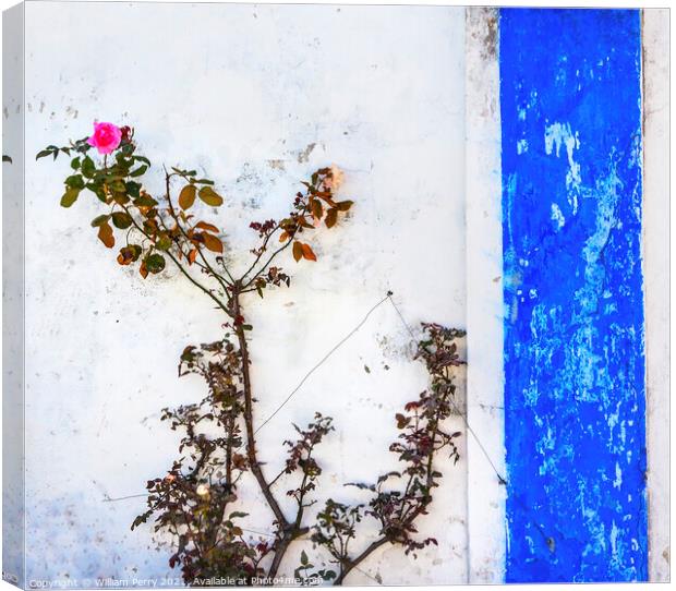 Blue White Wall Pink Rose Obidos Portugal Canvas Print by William Perry