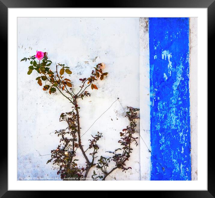 Blue White Wall Pink Rose Obidos Portugal Framed Mounted Print by William Perry