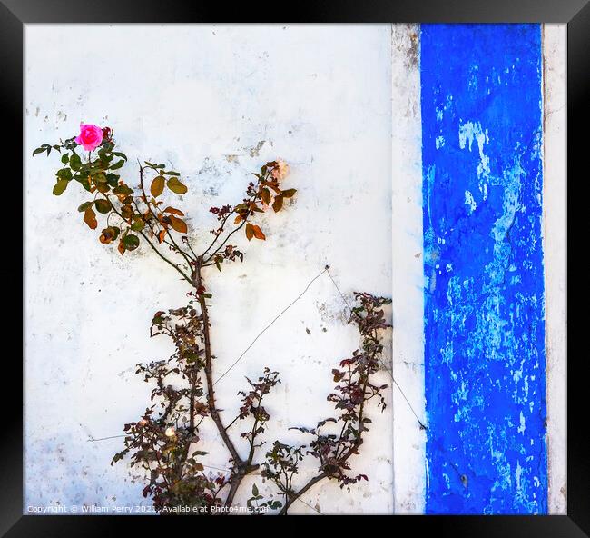 Blue White Wall Pink Rose Obidos Portugal Framed Print by William Perry