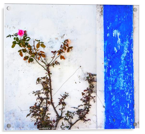 Blue White Wall Pink Rose Obidos Portugal Acrylic by William Perry