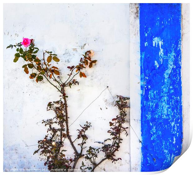 Blue White Wall Pink Rose Obidos Portugal Print by William Perry