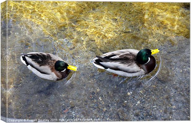 Two male ducks off out for a cruise Canvas Print by Russell Deaney