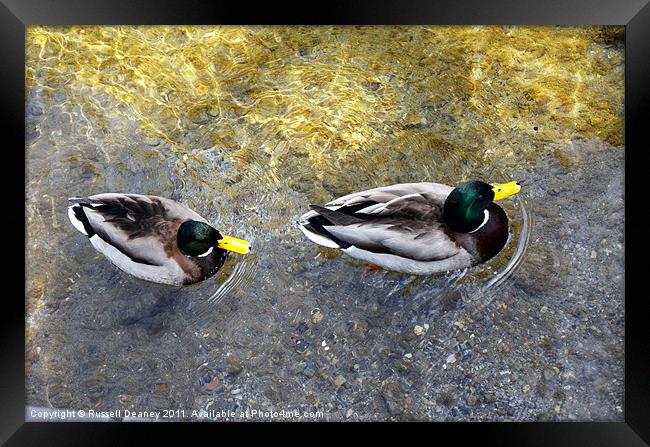 Two male ducks off out for a cruise Framed Print by Russell Deaney