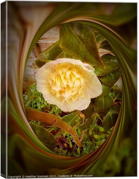 Camelia Canvas Print by Heather Goodwin