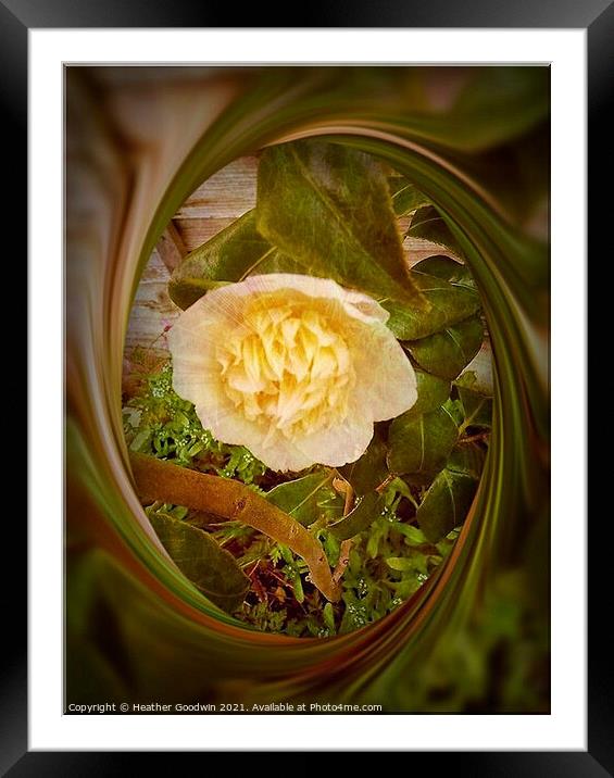 Camelia Framed Mounted Print by Heather Goodwin