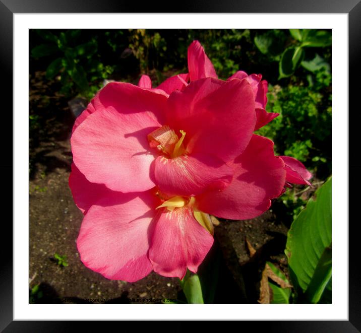 Pink Flower Framed Mounted Print by Stephanie Moore