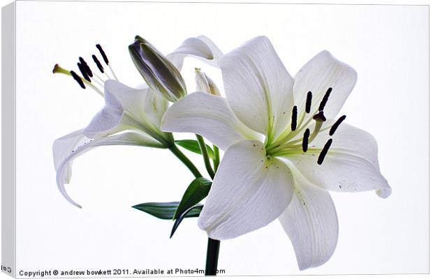 White Lilly Canvas Print by andrew bowkett