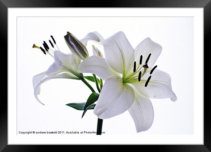 White Lilly Framed Mounted Print by andrew bowkett