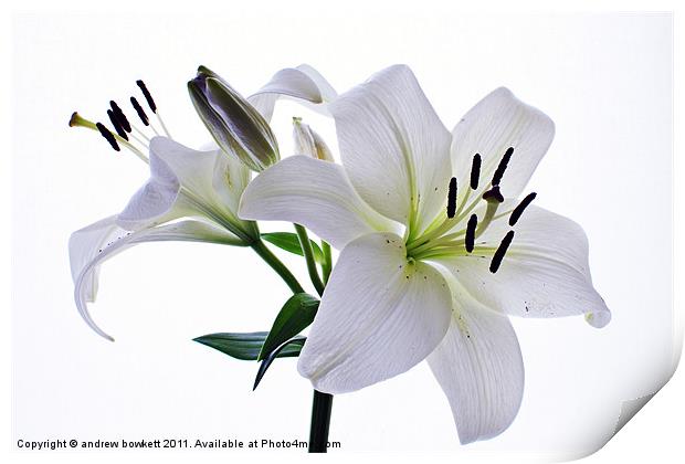White Lilly Print by andrew bowkett